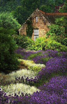 lavender gardens