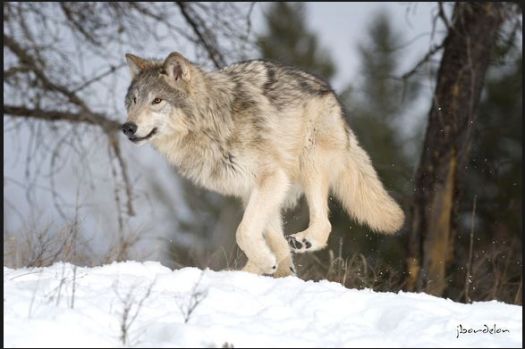 THEME FOREST ANIMALS:- Wolf