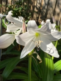 White Lilies in Bloom