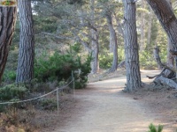 Forest puzzles | Jigidi.com