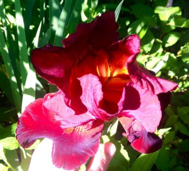 An iris of a different colour