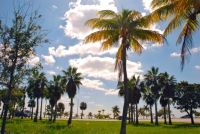 key biscayne - palm trees