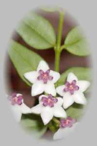 hoya plant