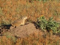 On Guard
