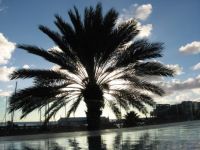 Palm Tree in sunset, Aruba
