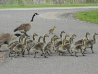 Young geese