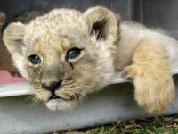 baby cub