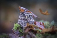 poldi the owl