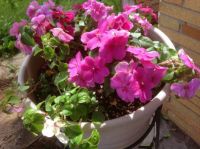 Impatiens in the Sun