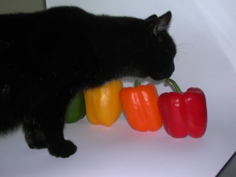 My cat, "Pepper" checking out the peppers