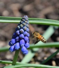 Hyacinth &  honey bee