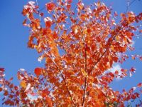 Little Canada Fall Tree