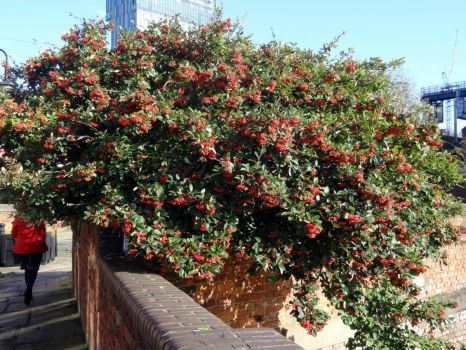Berries on a Bush
