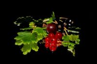 red currants and other fall fruit