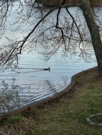 Duck making tracks