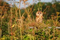 Tawny Owl at dusk