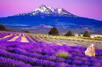 Lavender Fields  - California