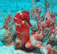 Sea Horse, St. Vincent and the Grenadines