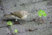 Birds in Holland