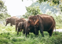 Elephants
