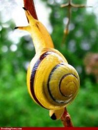 Banana Snail