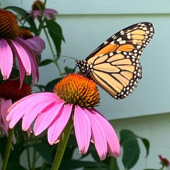 Jeanette's photo of a monarch butterfly