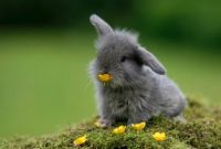 adorable bunny eating flower