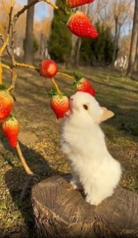 Bunny!