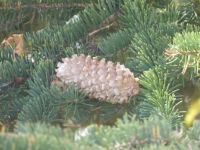Cone