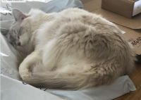 Office Cat