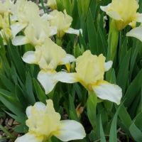 Miniature Dwarf Bearded Iris 'Lemon Puff '