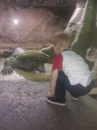 Komodo Dragon