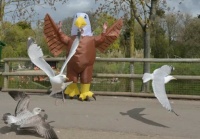 seagull deterrer in action