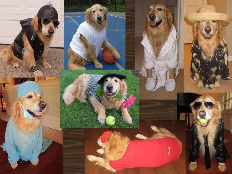 Dress Your Pet Collage