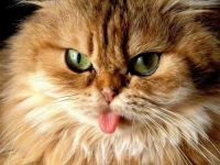 gatto_con_la_lingua