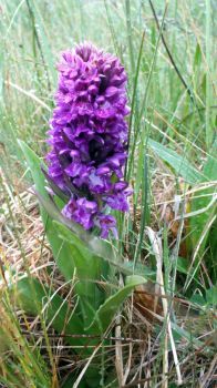 Orchid