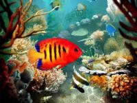 reef