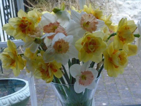 Late daffodils from local fields