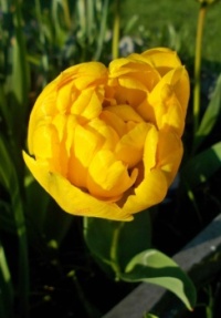 plnokvětý tulipán