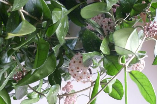 My Hoya plant is going all out ....