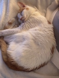 Samson