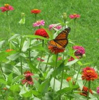 Zinnias and butterfly