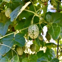 Cucamelons