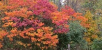 Fall at Lake Lou Yaeger