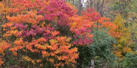 Fall at Lake Lou Yaeger