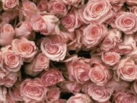 rose_buds_pink hard