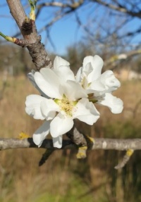Mandelblüte