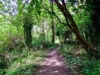 Morning Walk