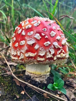 Fliegenpilz