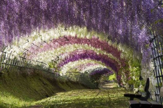 Tunnel of Flowers